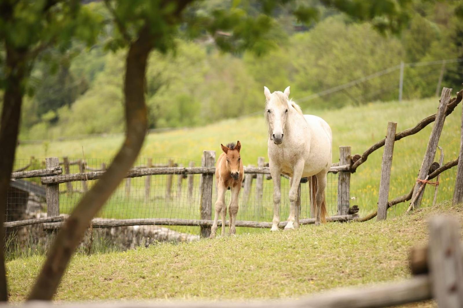 PasturoStella Delle Grigneアパートメント エクステリア 写真